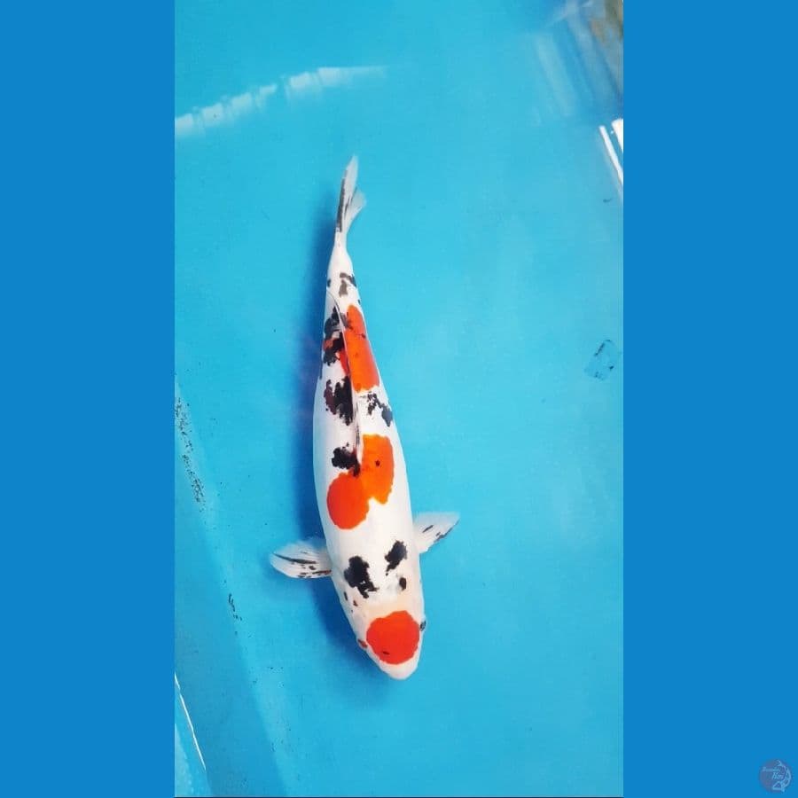 Sanke Maruten Doit original - 35cm male