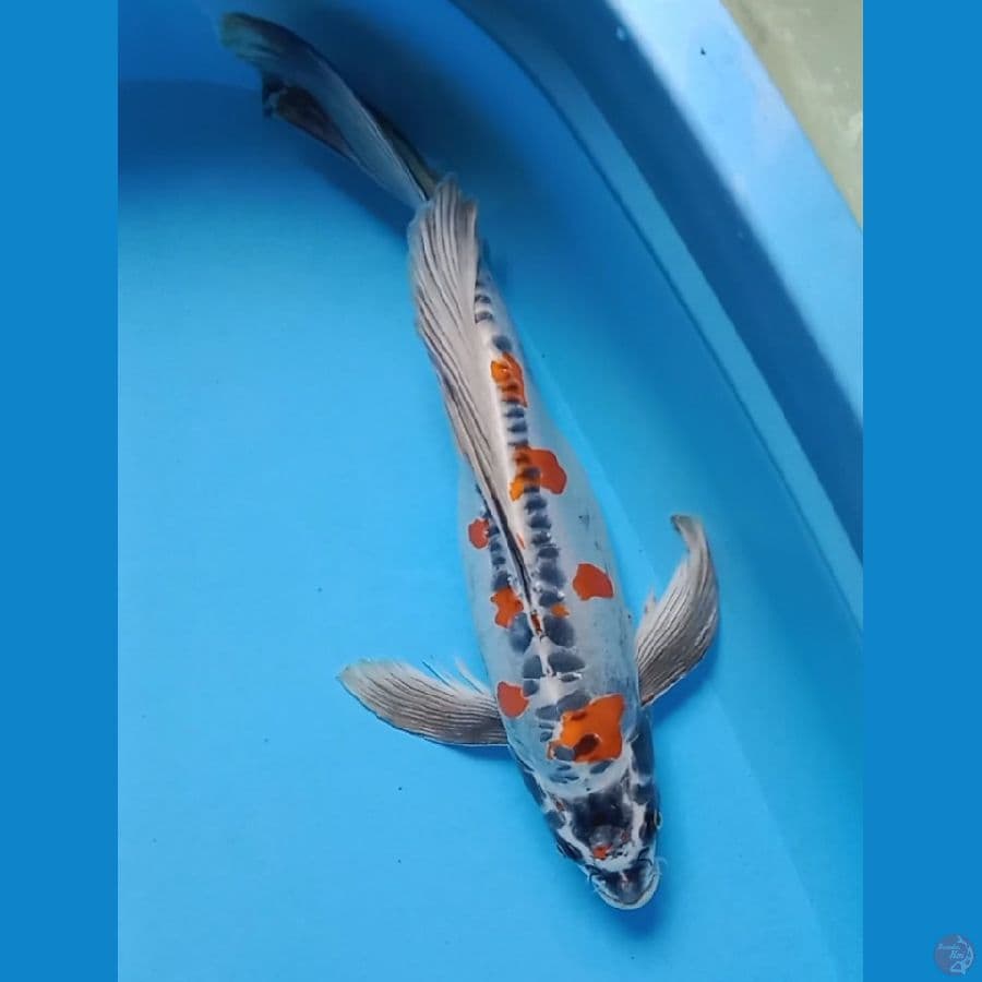 kumpay kiko