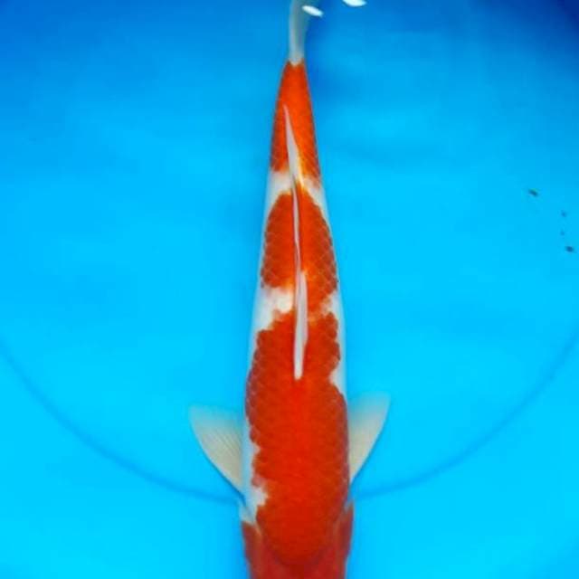 Kohaku 42cm Male