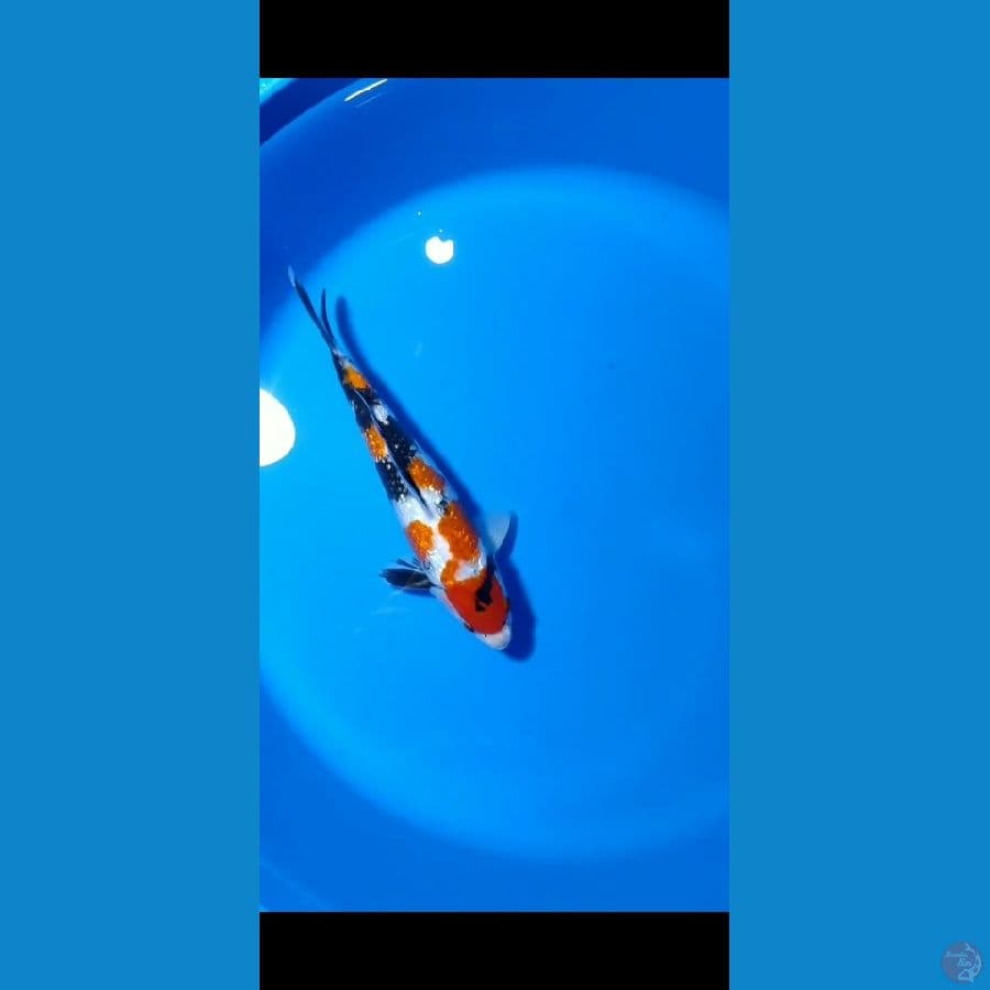 Showa Ginrin 27 cm