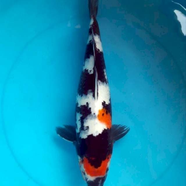Showa 42cm female