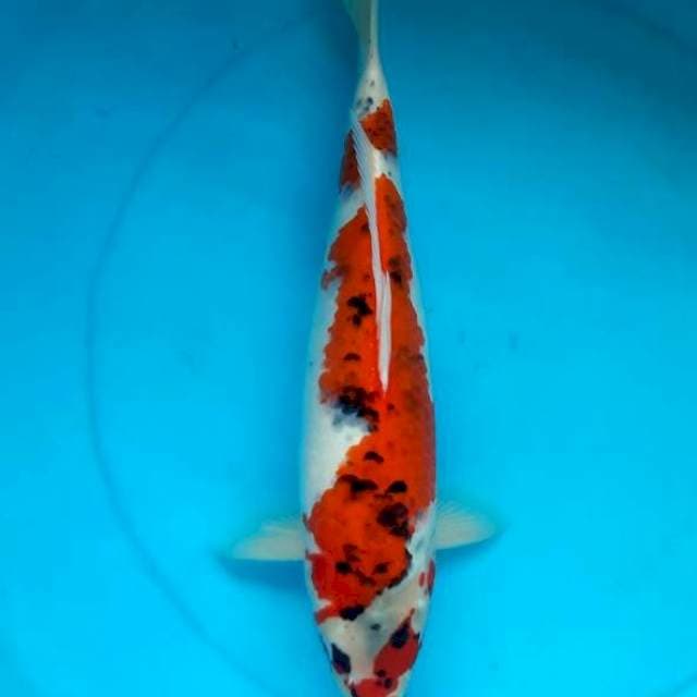 Goshiki 40cm female
