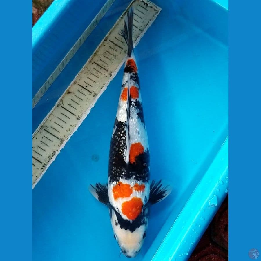 SHOWA GINRIN 41 CM MALE