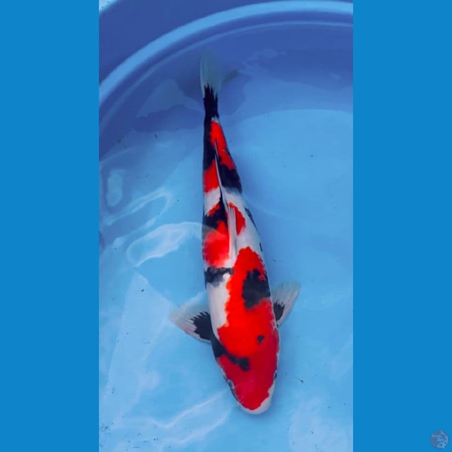 Showa Jantan 40 Cm