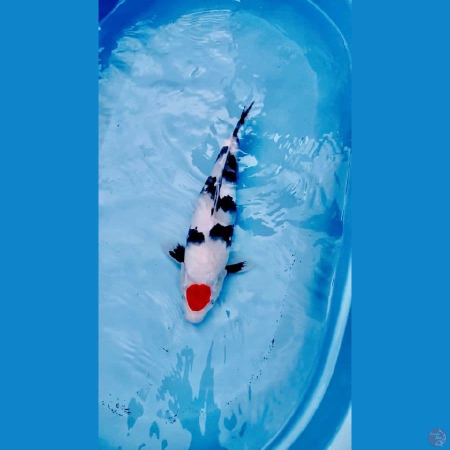 TC Showa Sq 40 CM Super