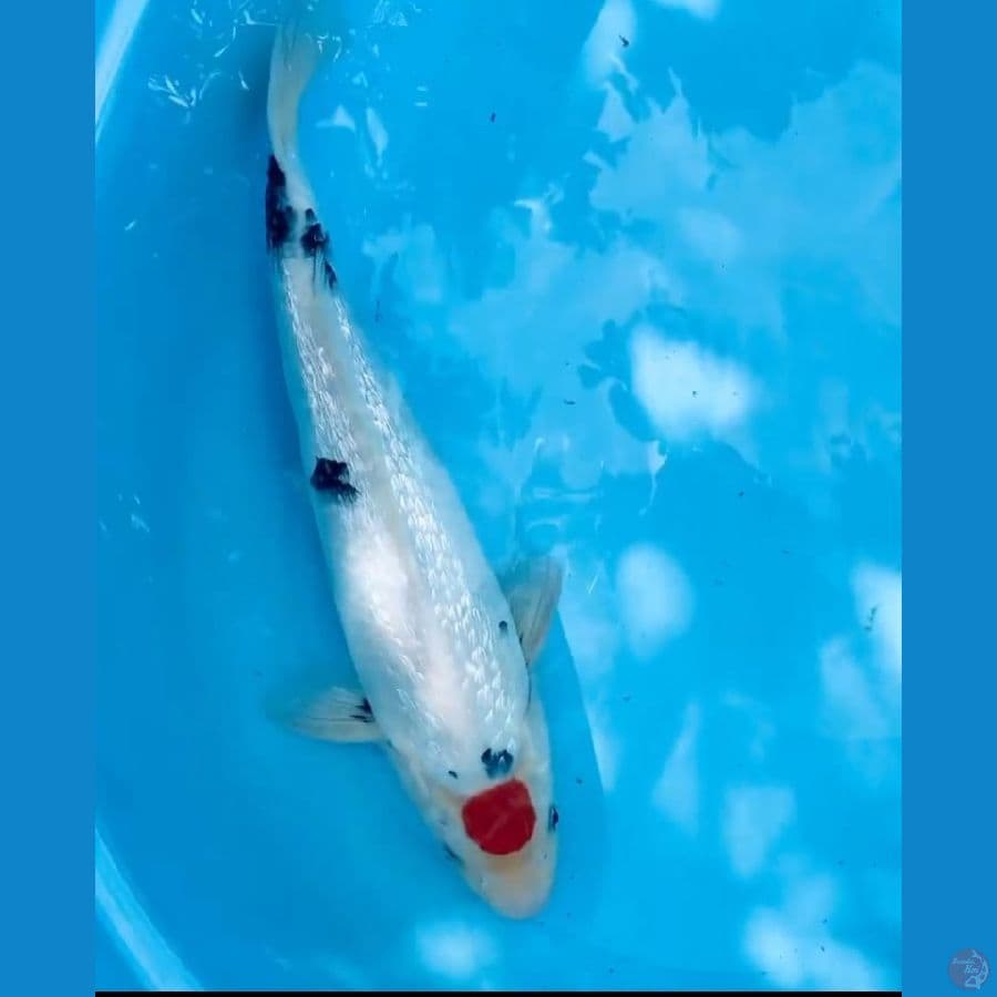 TC Showa Gindrim padat 38 Cm