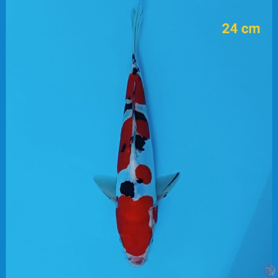 sanke doit 24 cm
