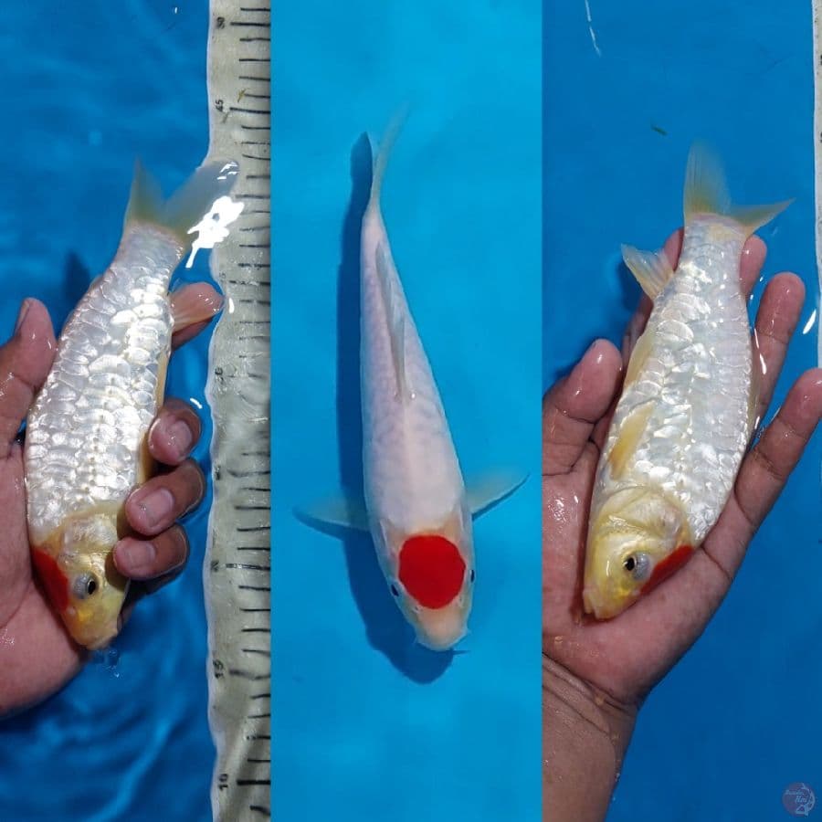 TANCHO SISIK NAGA 20 CM