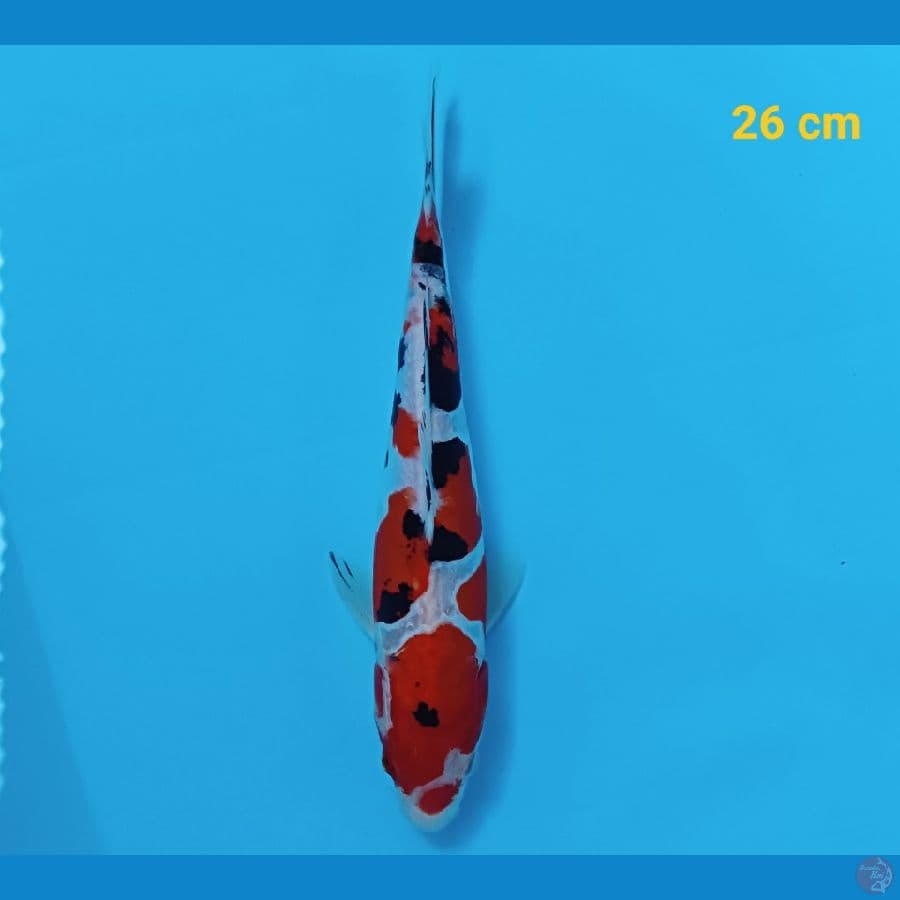 sanke 26 cm
