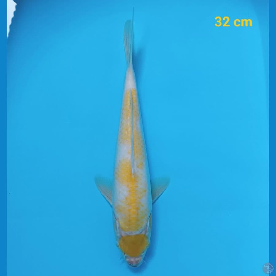 maruten kohaku kuning 32 cm