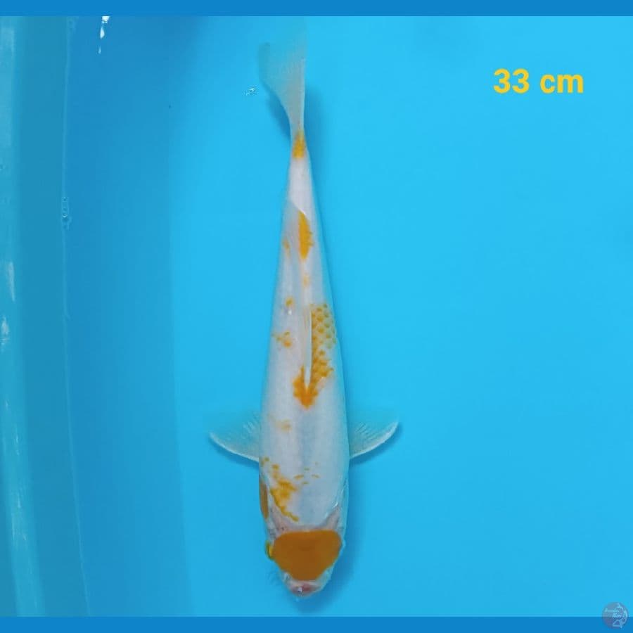 maruten kohaku kuning 33 cm