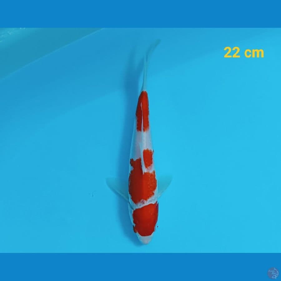 kohaku 22 cm