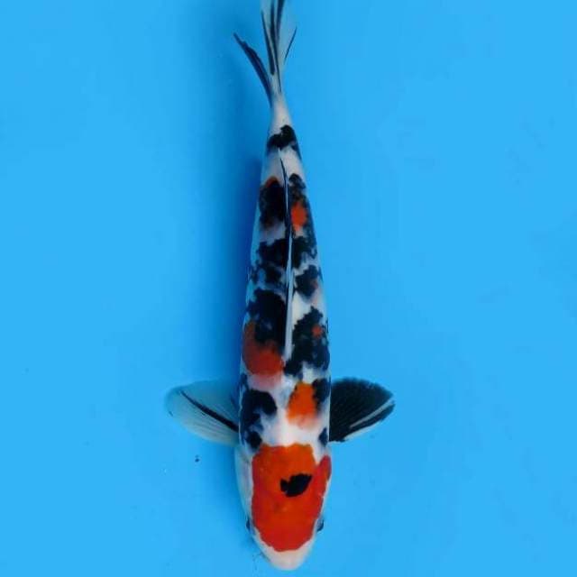 24cm Male Tosai - Red Taisho Sanke Ori
