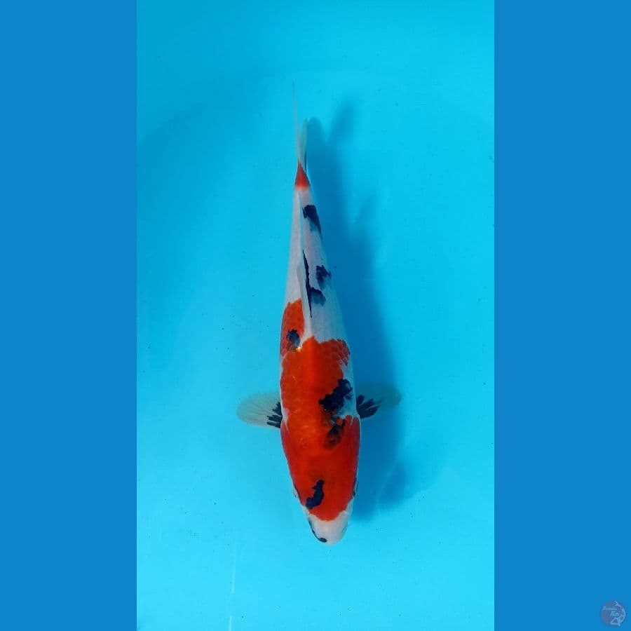 showa 26cm