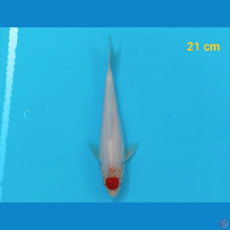 tancho kohaku 22 cm