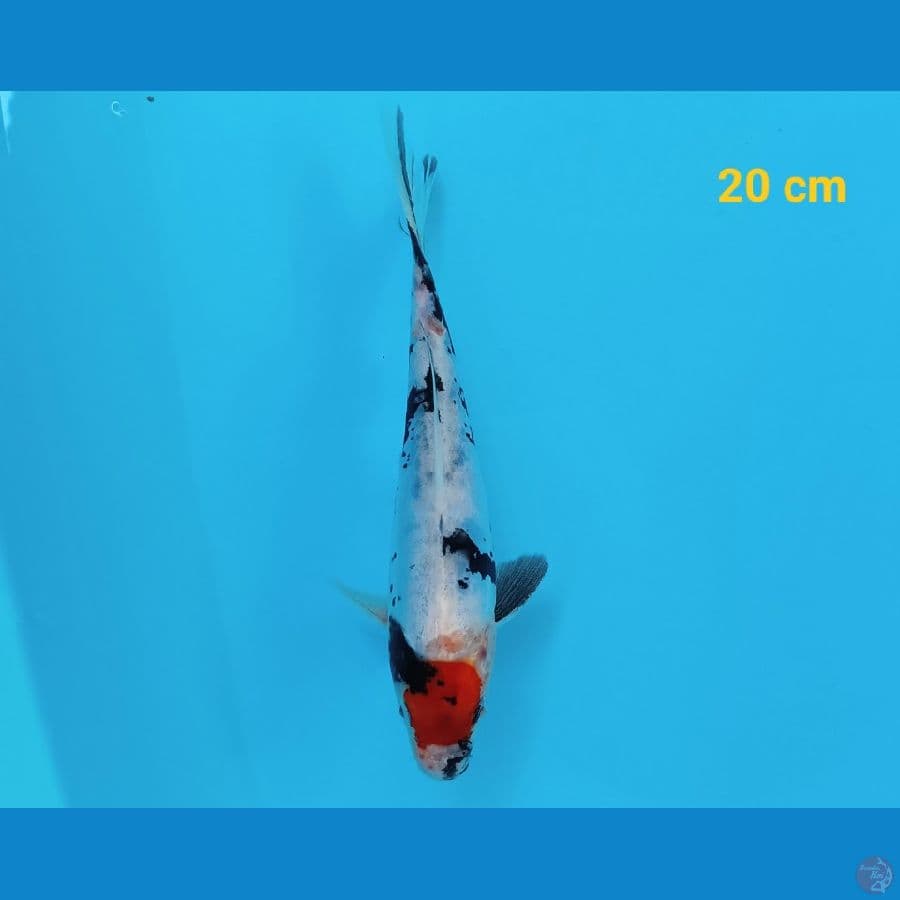 tancho showa doit 20 cm