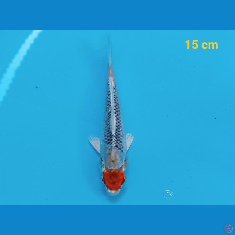 tancho kujaku 15 cm