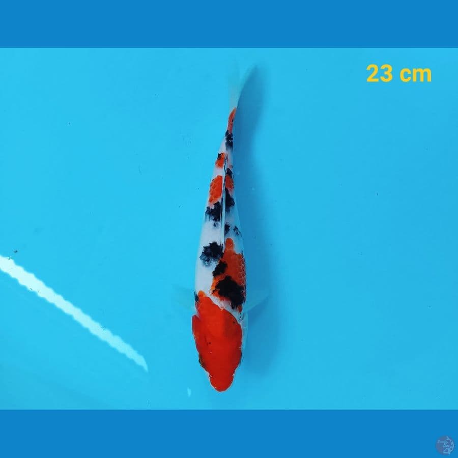 sanke 23 cm