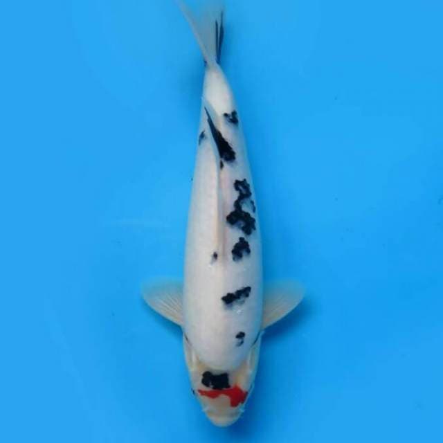 31cm Male Tosai - F1 Tancho Sanke Bulky