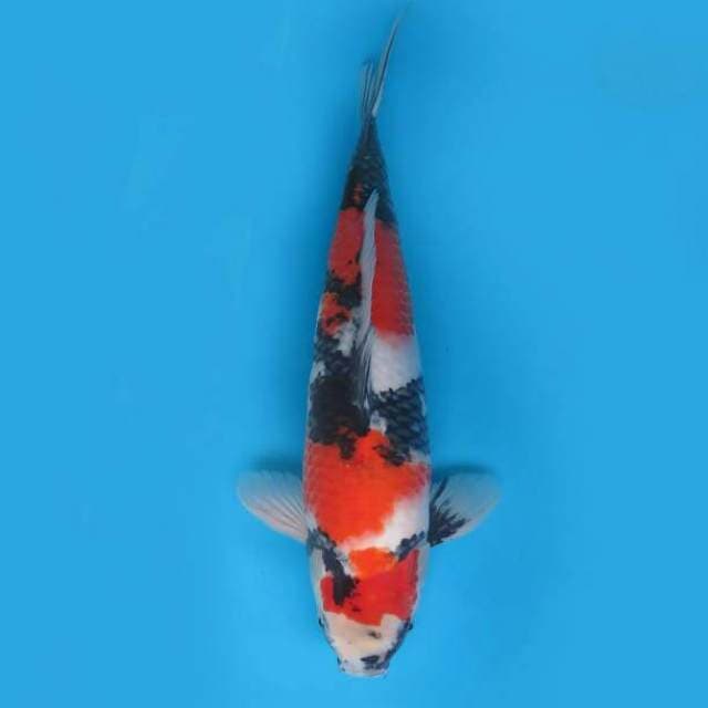 41cm Male Tosai - F1 Showa Sanshoku Prospek