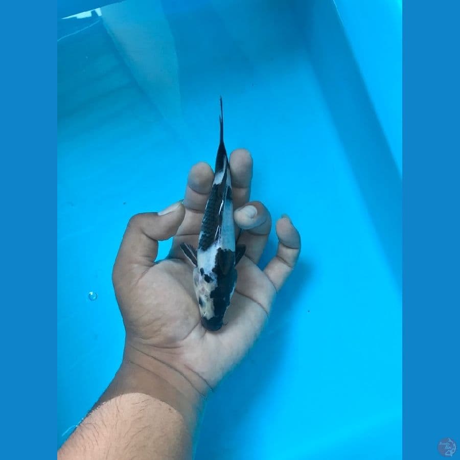 shiro 17cm