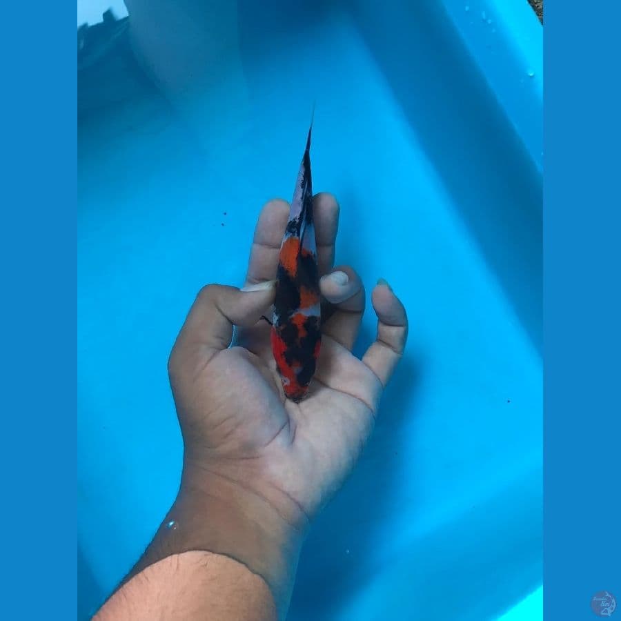 showa 18cm