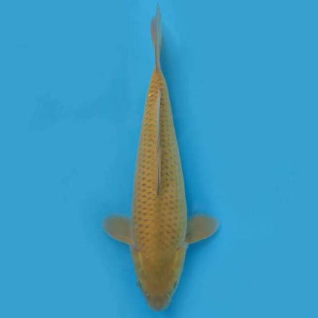 36cm Female Tosai - F1 Midorigoi Jinak