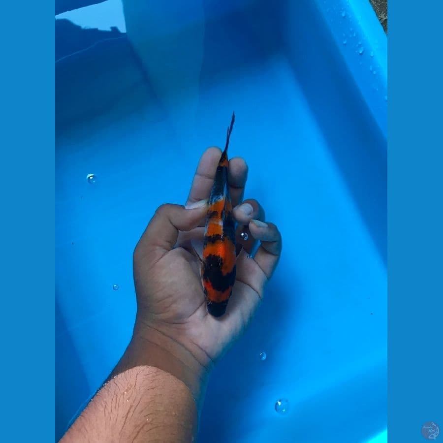 showa 18cm