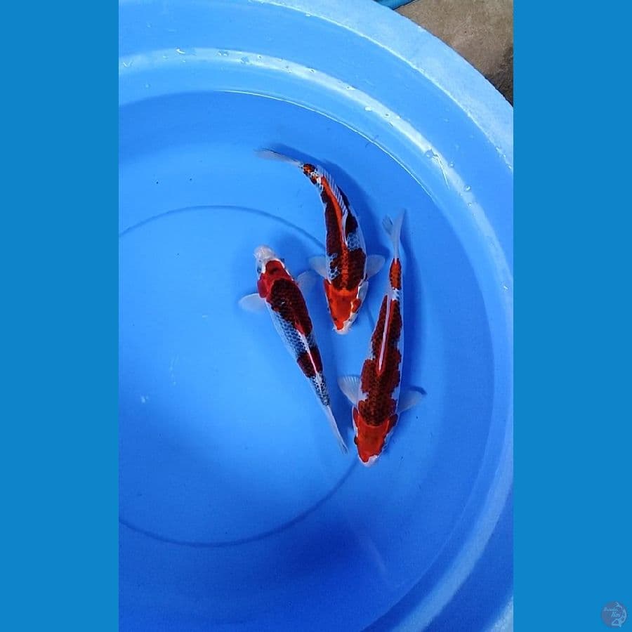 Gosiki 26-29cm