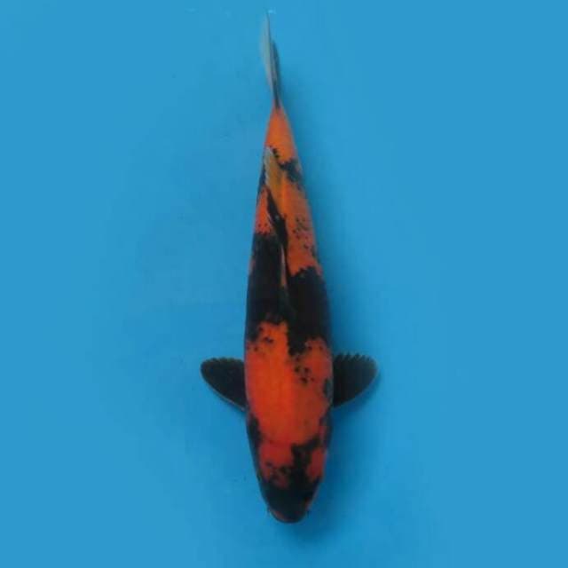 34cm Male Tosai - F1 Hi Utsuri Calon Jumbo
