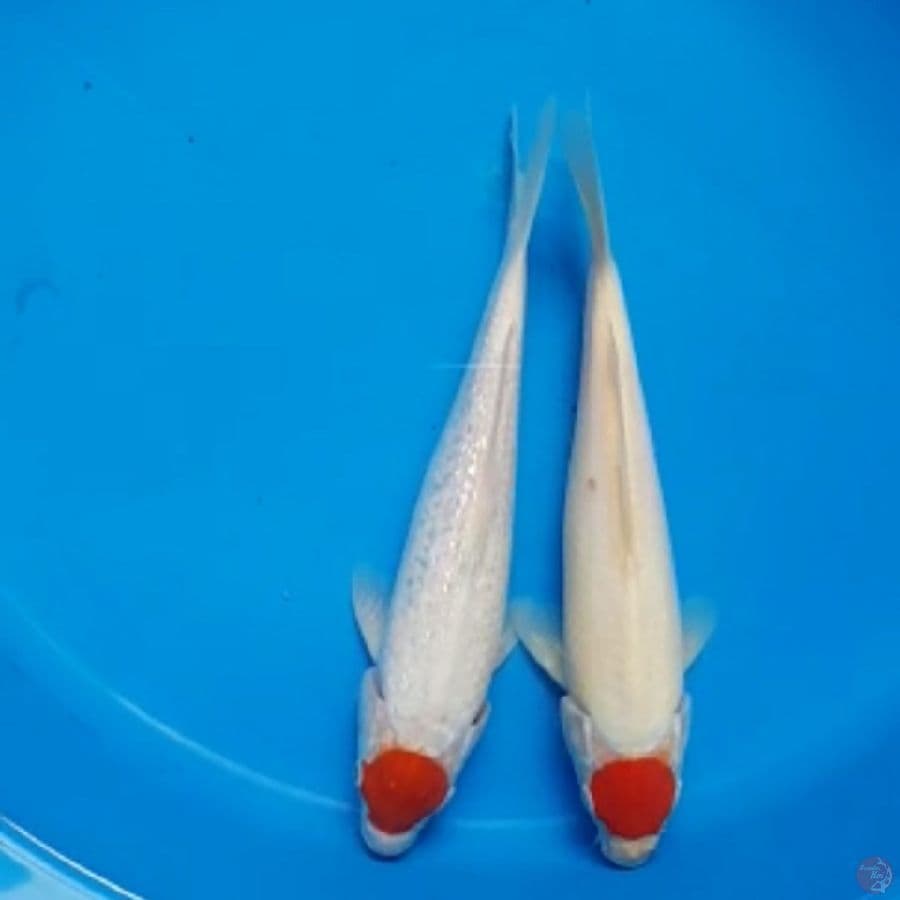 Duo-Tancho Kohaku