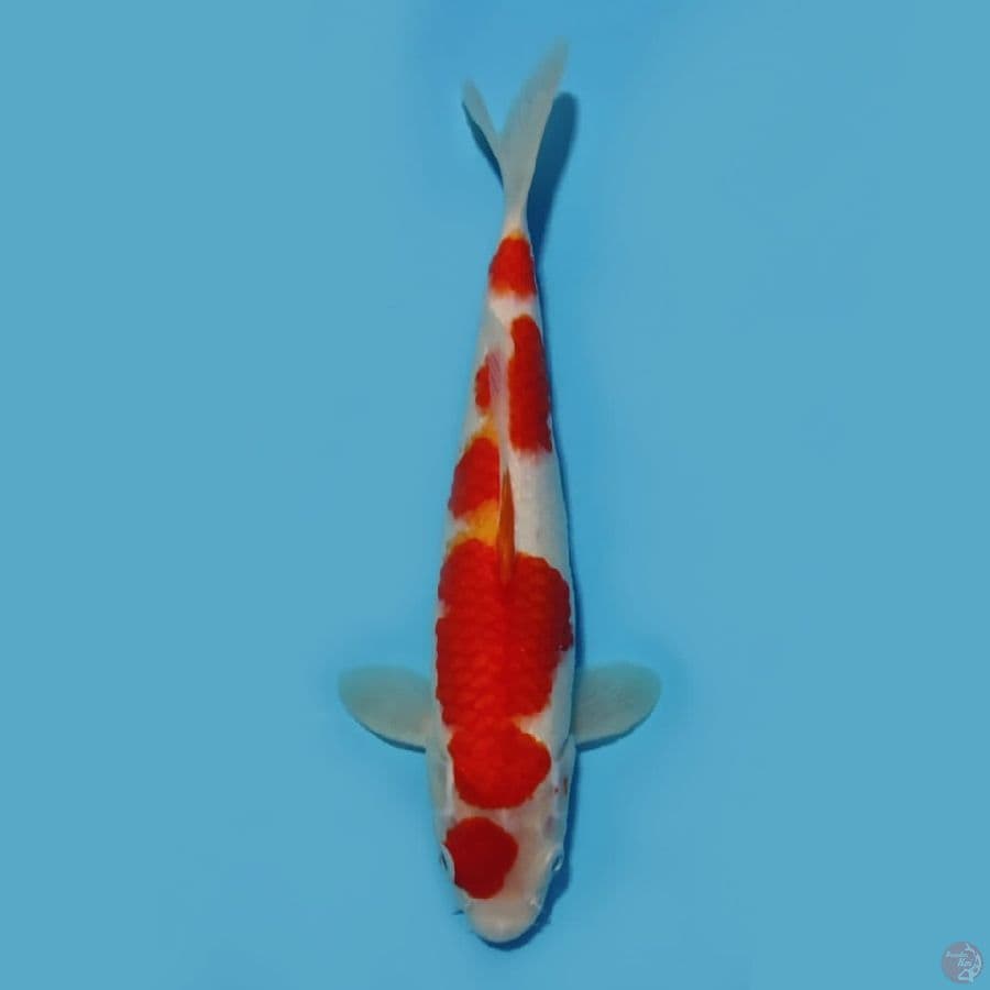 kohaku maruten 28cm male
