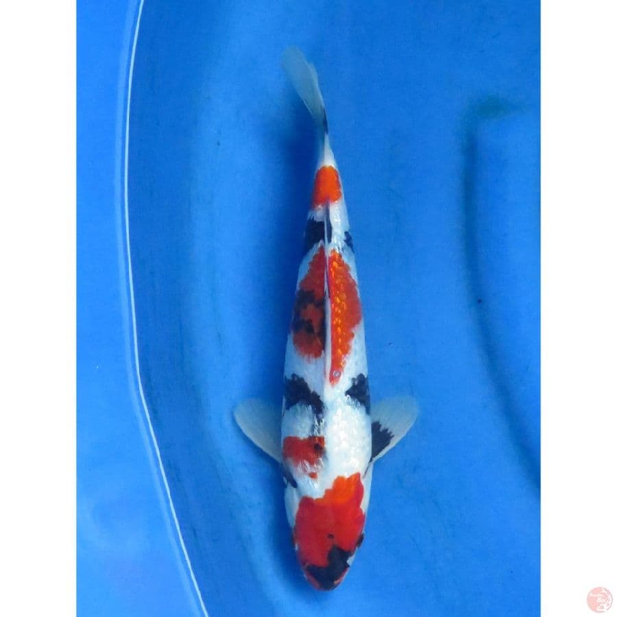 Shogin Ori - 29cm Male