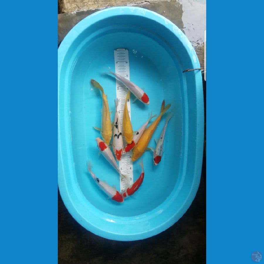 mix..25-30 cm..