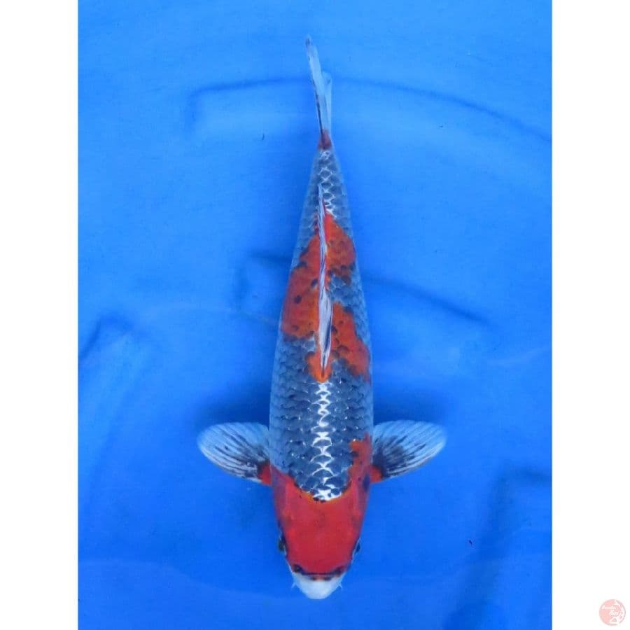 Red Ghosiki Jantan - 38cm