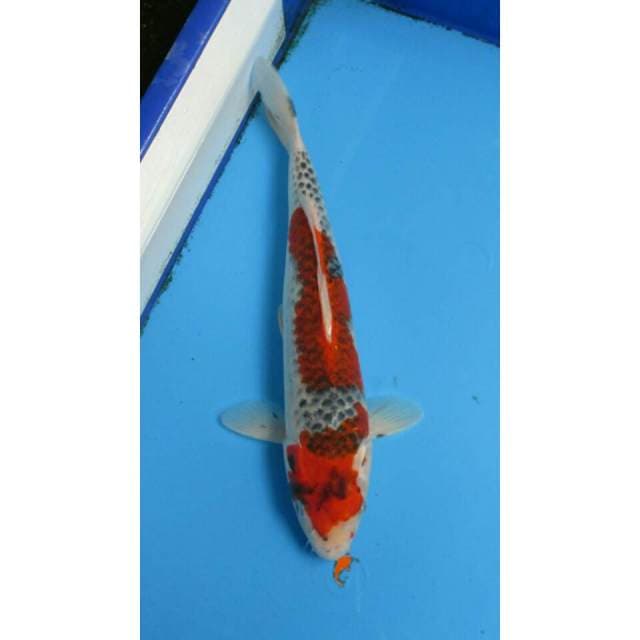 GOSHIKI 35CM