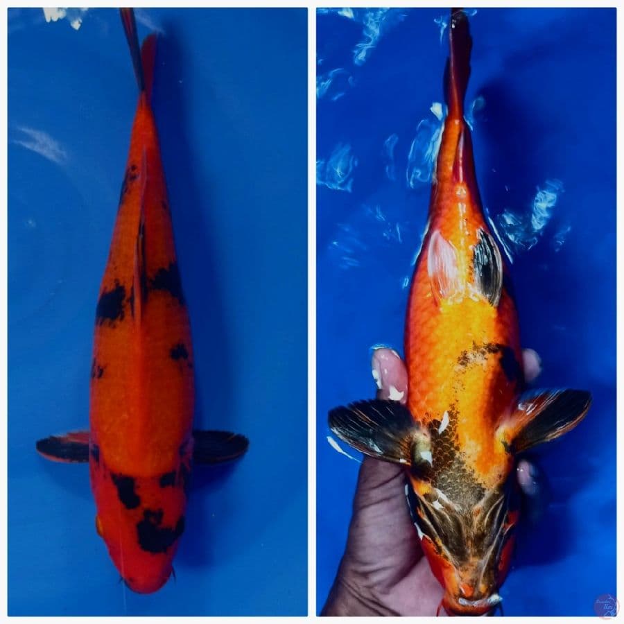utsuri 32 cm