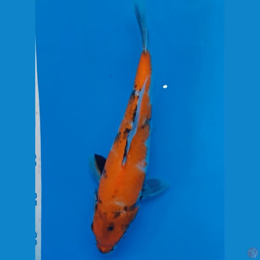 Showa Import Sertifikat Isakoifarm