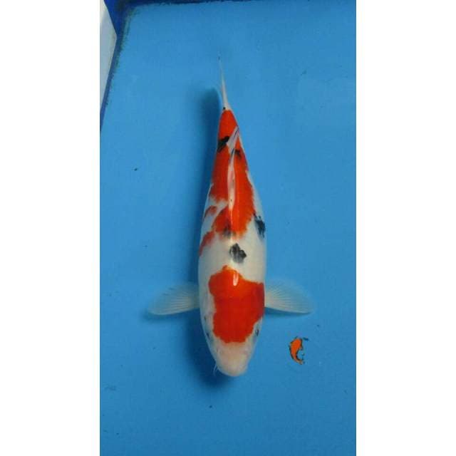 SANKE 29CM