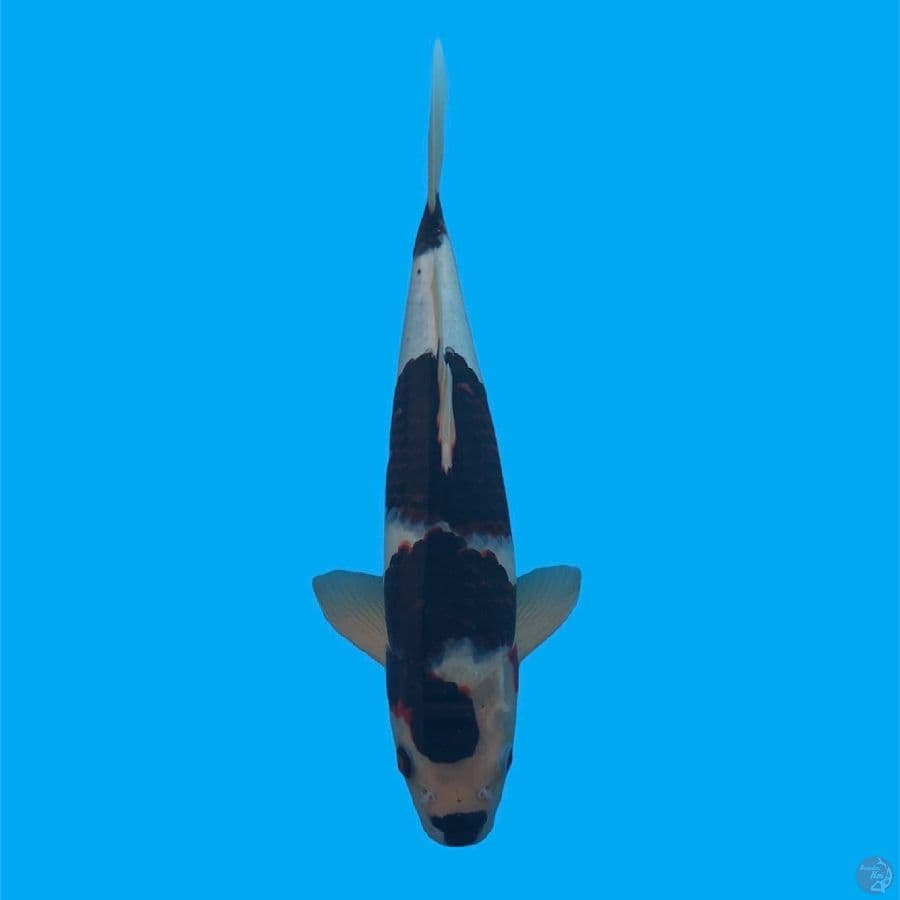 37Cm, Bodho Goromo