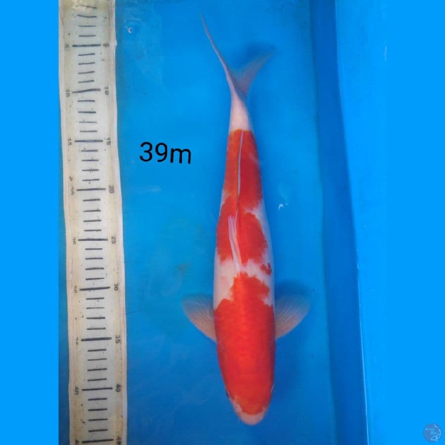 kohaku
