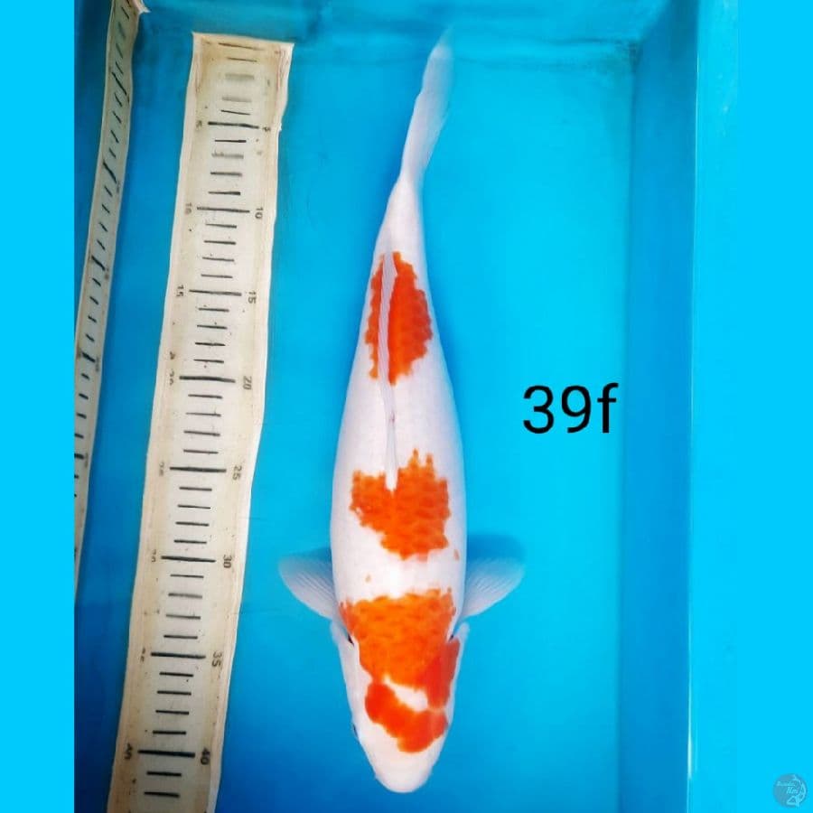 kohaku