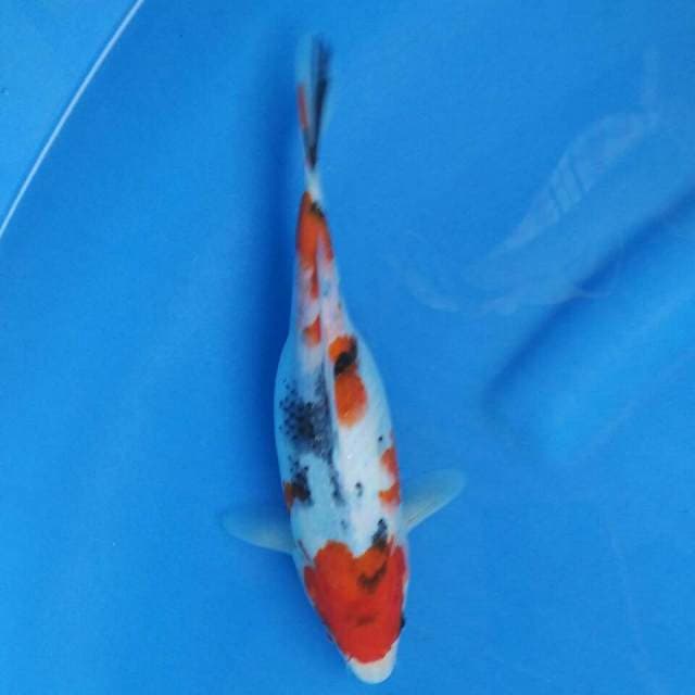 Showa sanshoku tategoi
