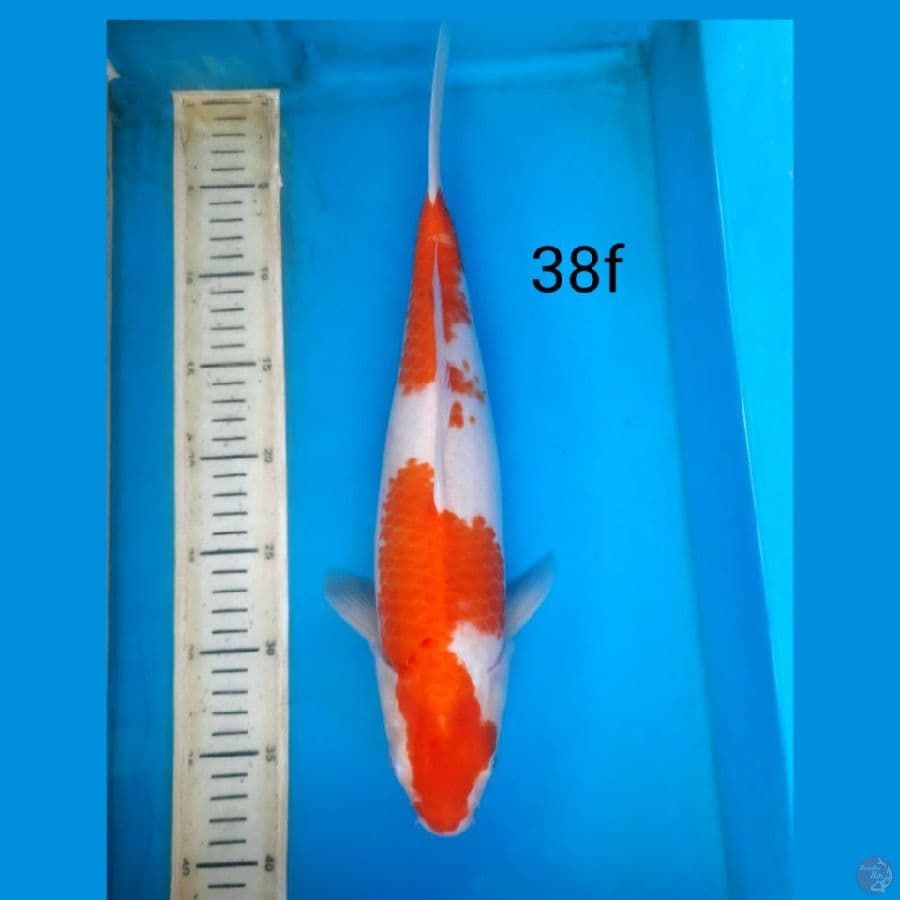 Kohaku