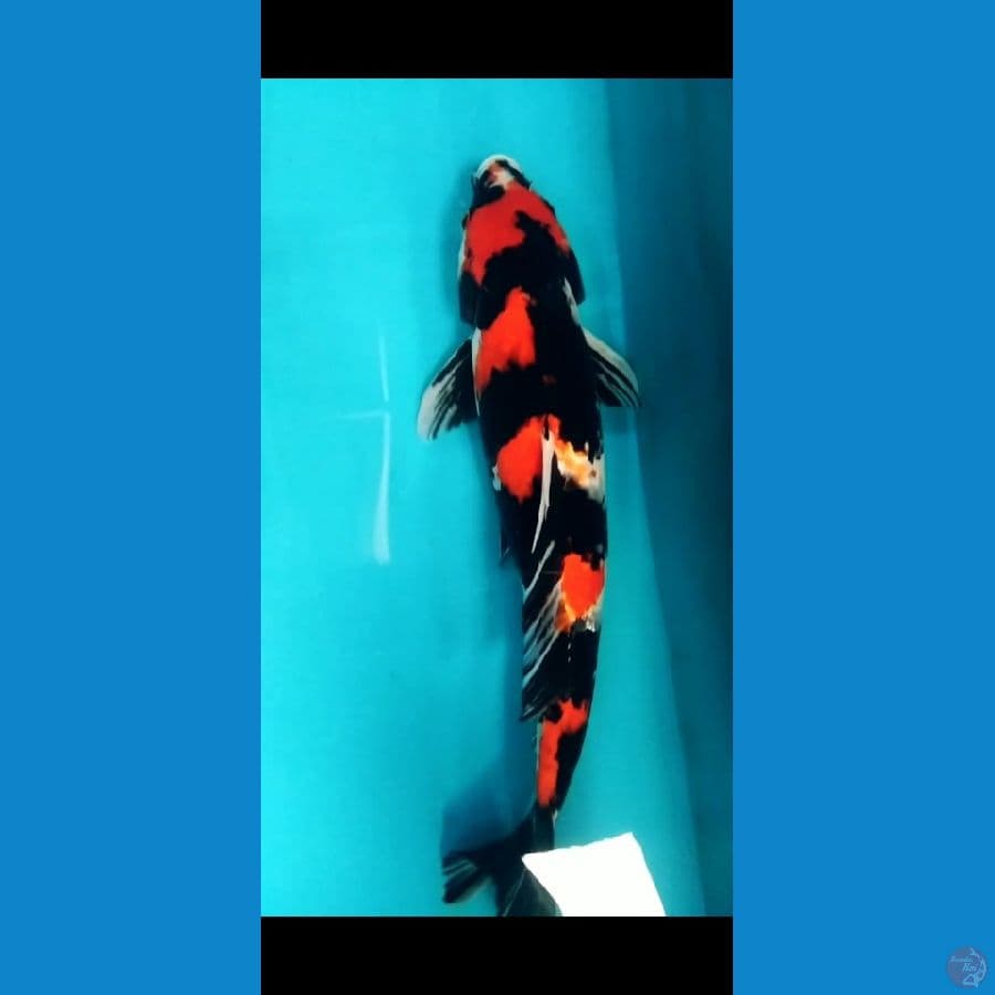 _BRONTOSENO38_ Kage Showa
