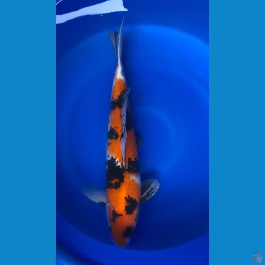 Showa Jantan 57cm