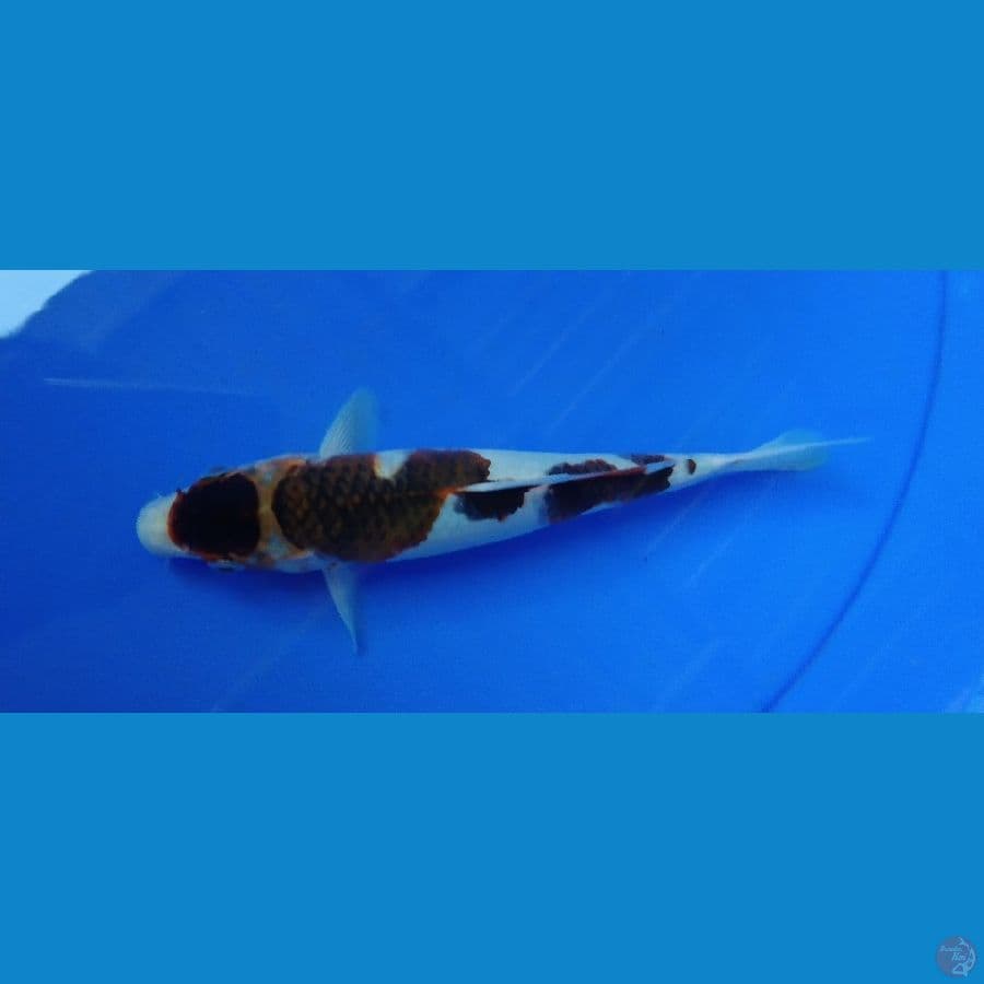 goromo 22 cm