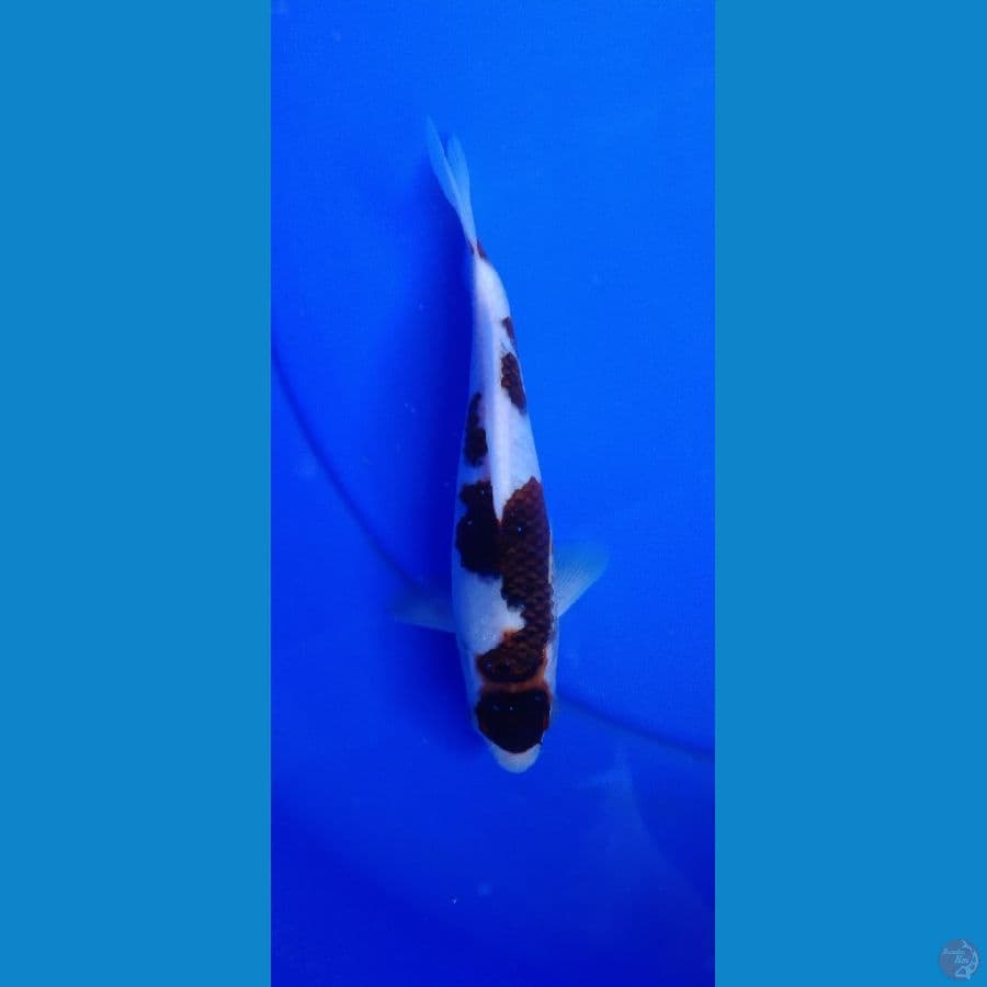goromo 22 cm