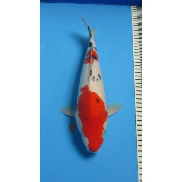 SANKE 34CM