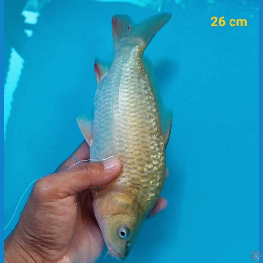 midori ginrin munuk 26 cm